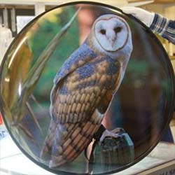 Full wrap Barn Owl Wheelcover