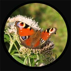 Butterfly Car Wheel Cover