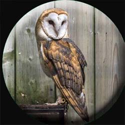 Barn Owl by fence